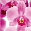 photo orchidee84